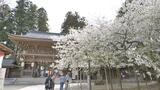 【映像】伊佐須美神社の会津薄墨桜 福島・会津美里町【四季カメラ】|TBS NEWS DIG
