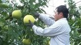 世界最大の柑橘「晩白柚(バンペイユ)」収穫最盛期 バレーボール程の果実に甘味ぎっしり 熊本 | 熊本のニュース|RKK NEWS|RKK熊本放送
