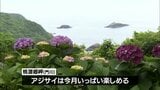 約100種類20万本のアジサイが見ごろを迎える 門川町の「桃源郷岬」 | MRTニュース | MRT宮崎放送