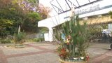 「楽しんで見てもらえたら」 愛媛・とべ動物園で正月飾り設置 園内でとれた竹など使い職員が門松作成 | 愛媛のニュース - Nスタえひめ|あいテレビは6チャンネル