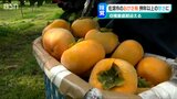 「今年は特に甘さが強い」猛暑や水不足の影響で実は小ぶりも『おけさ柿』の出来は絶好 種がなく“八珍柿”とも 新潟・佐渡市|TBS NEWS DIG