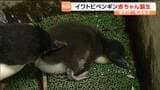 「もふもふ」姿の新顔・イワトビペンギンの赤ちゃんが仙台うみの杜水族館に誕生 | 宮城のニュース│tbc NEWS│tbc東北放送