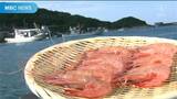 かごしまの秋の味覚 タカエビ カメラスケッチ | 鹿児島のニュース|MBC NEWS|南日本放送