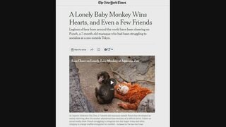 英語でも「頑張れパンチ」　海を越え日本の赤ちゃんザルに応援の声| TBS CROSS DIG with Bloomberg