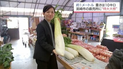 長さ約1m 重さ約10kgの「特大大根」 宮崎市の直売所で販売され話題に
