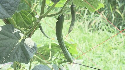 猛暑で“曲がる”キュウリ…夏野菜の価格、平年上回る見通し 福島 | 福島