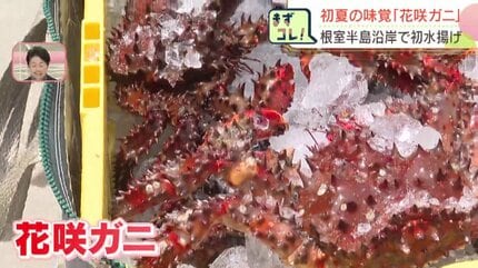 北海道・根室】夏の味覚「花咲ガニ」が漁解禁、初水揚げ！最高値3780円