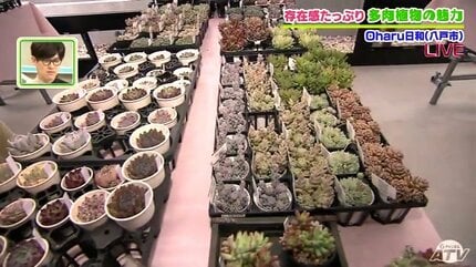 趣味が高じて専門店をオープン！多肉植物のある暮らし 初心者に