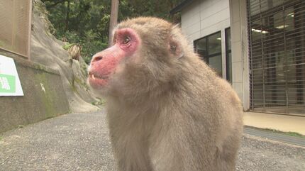 新リーダーは還暦オスザルのナルト「頭の毛が渦巻いててかわいい」高崎