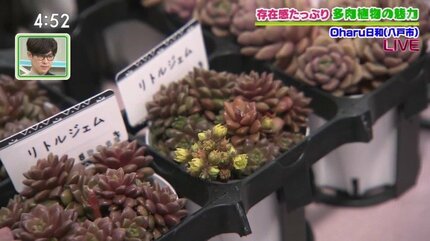 趣味が高じて専門店をオープン！多肉植物のある暮らし 初心者に