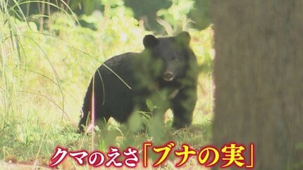 クマのえさ”「ブナの実」東北地方5県すべてで『大凶作』 青森県では2年