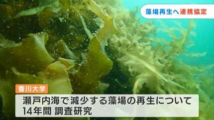 瀬戸内海に人工漁礁を設置へ」香川大学と日本政策投資銀行が協定【香川
