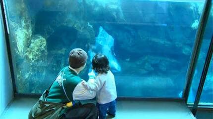 【ちょっこと水族館 歳末限定SALE中！！】専用 サケのふるさと 千歳水族館