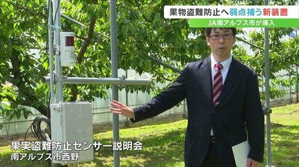 新型センサーで盗難防止へ 桃やサクランボの産地の南アルプス市 JAが