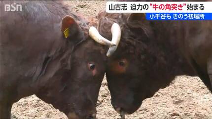 1トンの巨体が激突！伝統の「牛の角突き」初場所 山古志に響く鈍い衝撃