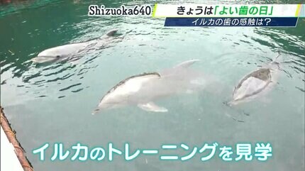 4月18日は「良(よ)い歯の日」約80本、イルカの歯の感触は…「つるつるし