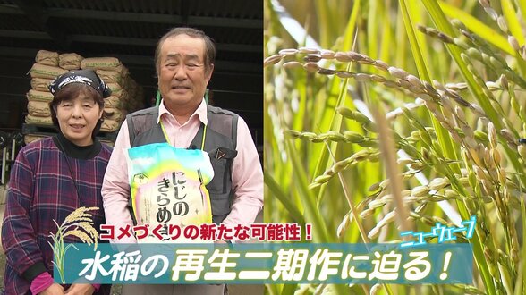 暑さを逆手に！？一度の田植えで2回収穫できるコメ　1回目は真夏の8月に！低コストで収量1.5倍『再生二期作』　|　熊本のニュース｜RKK NEWS｜RKK熊本放送