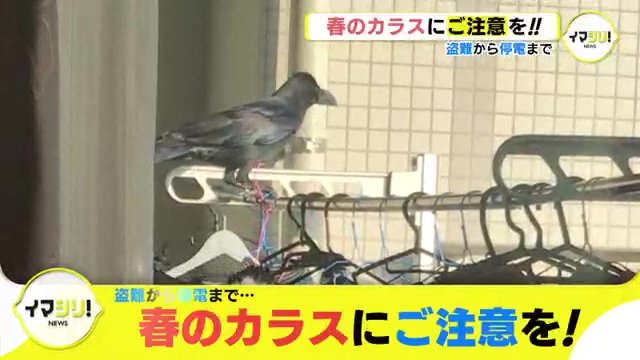 盗難から停電まで…　春のカラスにご注意を！　|　RCC NEWS | 広島ニュース | RCC中国放送