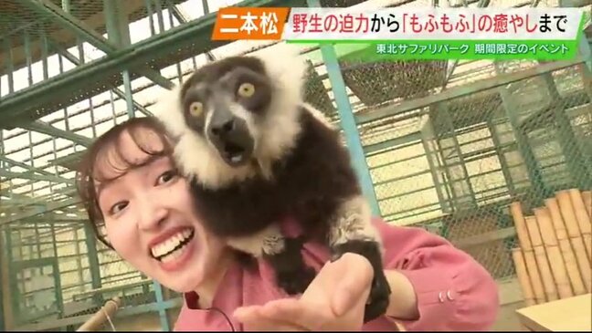 迫力満点！癒し度MAX！GWは東北サファリパークへ！【ゴールデンウィークおススメスポット　福島県GWその５】|TBS NEWS DIG