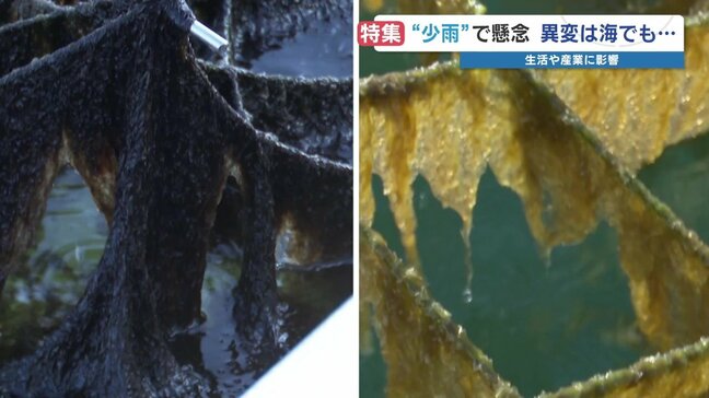 雨不足で各産業が「異常事態」黒いはずのノリが黄色く“色落ち” 苦渋の4割撤去　ガソリンスタンドでは「洗車ご遠慮ください…」　熊本|TBS NEWS DIG