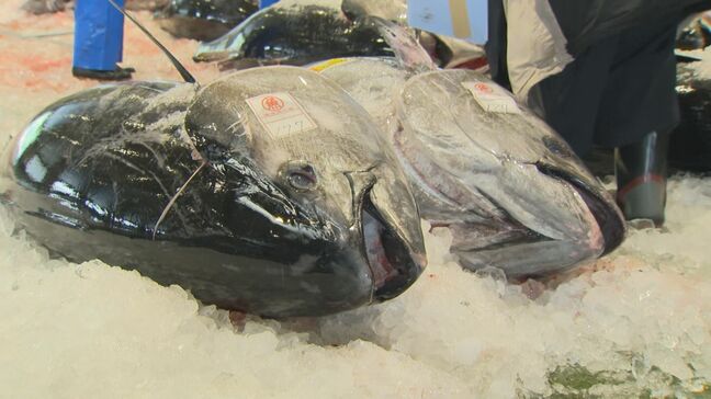 「クロマグロ」平均重量130キロ 今年は大型傾向で脂乗りも抜群 しかも長く楽しめそう…背景に"漁獲枠の拡大"【鳥取・境港市】|TBS NEWS DIG