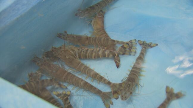 「町を盛り上げたい」中学生が「えび祭り」開催に向け活動！|TBS NEWS DIG