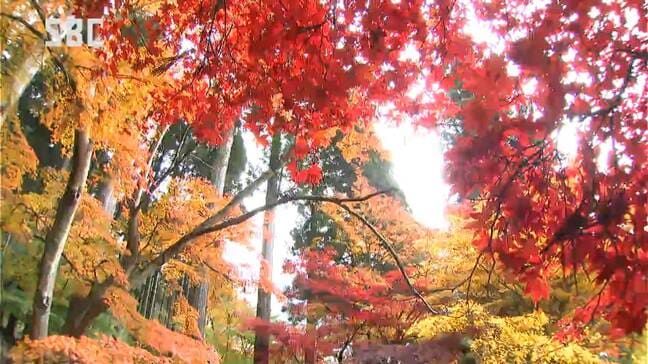 「京都にも負けていない感じ」長野市の紅葉の名所・清水寺はモミジが色鮮やかに染める|TBS NEWS DIG