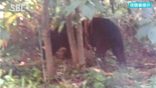 クマの目撃情報が相次ぐ飯田市　きょう8日も朝から警戒続く　長野|TBS NEWS DIG