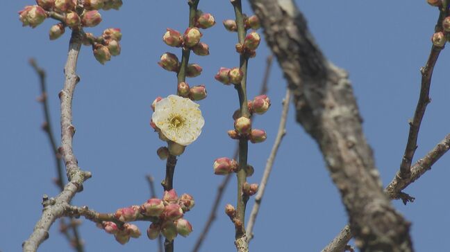 春の訪れ告げる「飛梅」が開花 太宰府天満宮のご神木で3輪を確認 福岡県太宰府市|TBS NEWS DIG