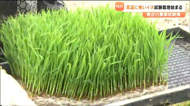 地球沸騰化のコメづくりで救世主となれるのか!?その名は「東北247号」高温に強いイネ試験栽培始まる 宮城・大崎市|TBS NEWS DIG