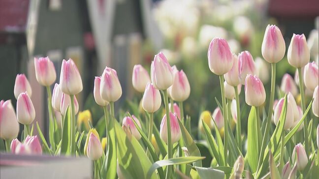 “春が来た”と勘違いしたチューリップ 球根冷やして植えると…来園者も｢暖かくていいですね｣ 岐阜･木曽三川公園センター|TBS NEWS DIG