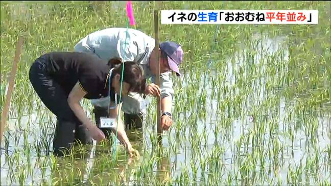 今年もコメ豊作期待　イネ生育が順調推移　今季１回目の調査　宮城・大崎市|TBS NEWS DIG