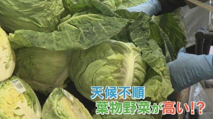 3月の寒さの影響　葉物野菜の価格が高騰　1年前より100円ほど値上がり　山梨　|　山梨のニュース | ＵＴＹテレビ山梨