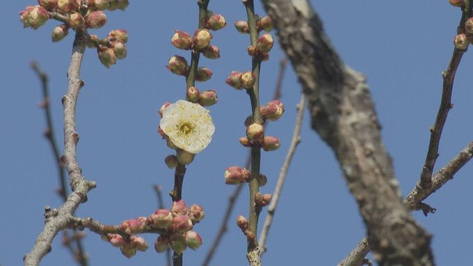 春の訪れ告げる「飛梅」が開花　太宰府天満宮のご神木で3輪を確認　福岡県太宰府市|TBS NEWS DIG