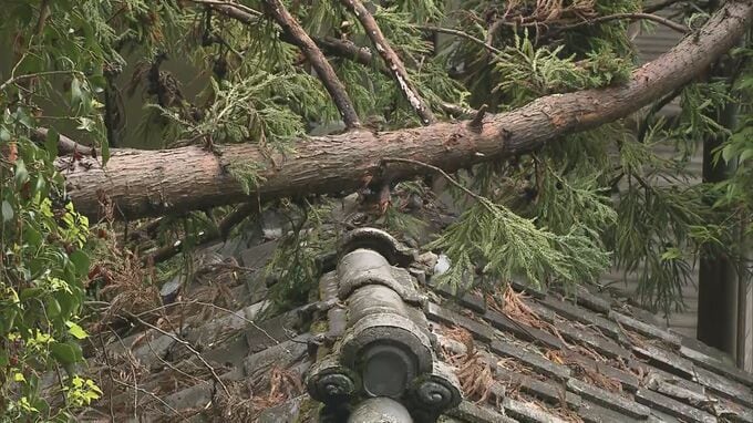 「良心のかけらもない人物なんでしょうね」寺の杉倒れ、本堂など損傷　のこぎり様の切り跡も　福島|TBS NEWS DIG