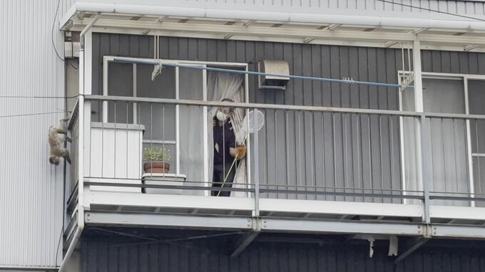 駅前中心市街地にサル出没　大捕物に密着　捕獲してビックリ…公園を脱走したサルだった　|　BSSニュース | BSS山陰放送