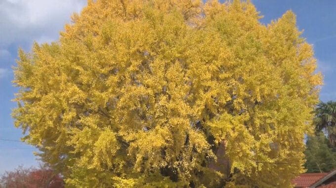 間近で見上げるとまさに圧巻！　島根県大田市　樹齢６００年以上の大イチョウ　紅葉で見頃に|TBS NEWS DIG