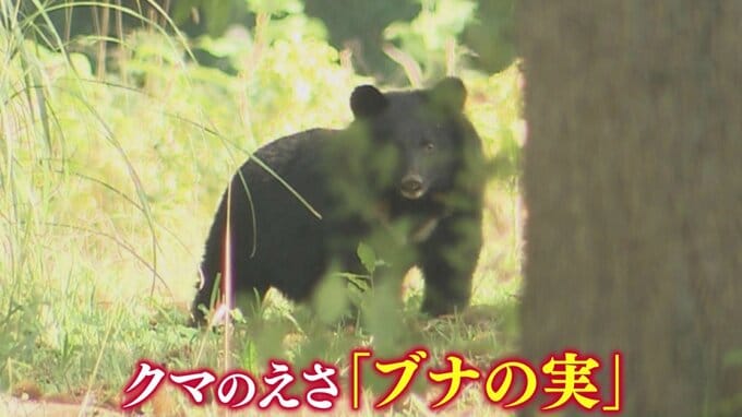 “クマのえさ”「ブナの実」東北地方5県すべてで『大凶作』　青森県では2年ぶりで2023年当時のクマの出没情報は1133件　それが今シーズンは10月末時点で2460件…【熊災】|TBS NEWS DIG