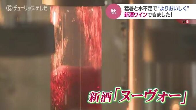 ワインの新酒「ヌーヴォー」瓶詰め　猛暑乗り越え、濃縮した味わいに　富山|TBS NEWS DIG