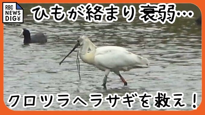 くちばしにひもが絡まった絶滅危惧種の渡り鳥、クロツラヘラサギ　救出大作戦で無事保護　|　沖縄のニュース｜RBC 琉球放送