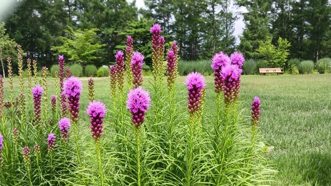 アジサイやエキナセアやリアトリスなど100種類以上の花が来園者の目を楽しませる　花とアートの森　岩手・岩手町|TBS NEWS DIG