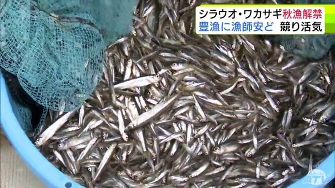 小川原湖で全国一の漁獲量を誇る「シラウオ」と「ワカサギ」の秋漁解禁　「ワカサギ」は不漁だった2025年を大きく上回る水揚げ量に　「ひと安心しました。昨夜は寝られなくて…」漁業者からは安堵の声|TBS NEWS DIG