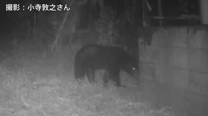 東京都でツキノワグマ狩猟が限定的に解禁へ　2027年度から|TBS NEWS DIG
