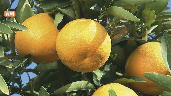 ｢かんきつ王国愛媛｣プライド死守も再び“王座陥落” 和歌山に抜かれ全国2位に|TBS NEWS DIG