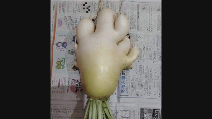 おでんを作ろうと畑で収穫したら「まさに”ダイコン足”だ！」　親指・人差し指…むくんだ足に見える5股のダイコンが収穫される|TBS NEWS DIG