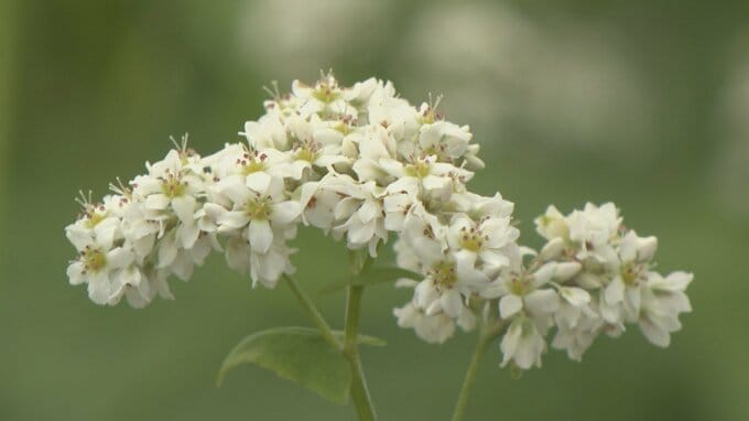 待ち遠しい秋　独特な香りが広がる　特産のソバの花が見ごろ　北杜市・長坂町|TBS NEWS DIG
