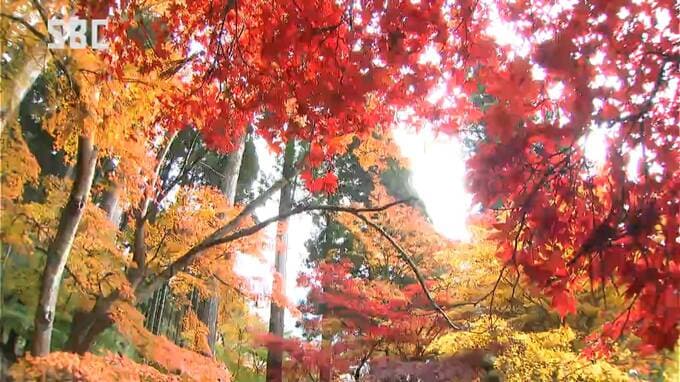 「京都にも負けていない感じ」長野市の紅葉の名所・清水寺はモミジが色鮮やかに染める|TBS NEWS DIG