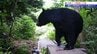 「雨が降ると遭遇のリスクは高まる」　八幡平の監視カメラ、クマの姿をとらえる　クマと遭遇しないためには　ビジターセンターのスタッフに聞いてみた　クマ対策　|　IBC NEWS | IBC岩手放送