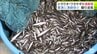 小川原湖で全国一の漁獲量を誇る「シラウオ」と「ワカサギ」の秋漁解禁　「ワカサギ」は不漁だった2025年を大きく上回る水揚げ量に　「ひと安心しました。昨夜は寝られなくて…」漁業者からは安堵の声　|　青森のニュース│ATV NEWS│青森テレビ