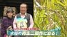 暑さを逆手に！？一度の田植えで2回収穫できるコメ　1回目は真夏の8月に！低コストで収量1.5倍『再生二期作』　|　熊本のニュース｜RKK NEWS｜RKK熊本放送